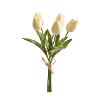Tulip Bundle Cream