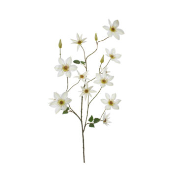 Clematis Cream H125cm