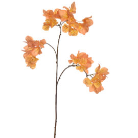 Bougainvillea Ocre