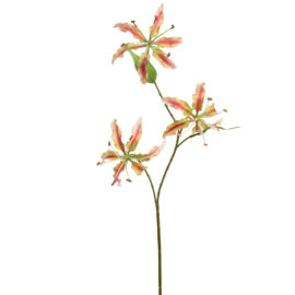 Gloriosa Spray Green Pink