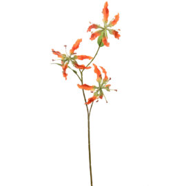 Gloriosa Spray Orange