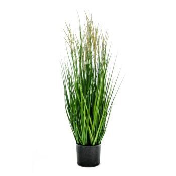 Graminée Panicum