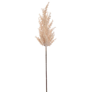 Pampas Grass Beige H72cm