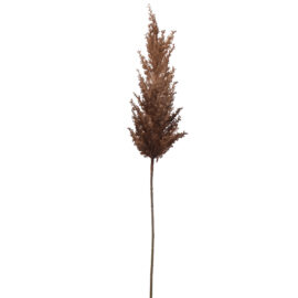 Pampas Grass Brown H82cm
