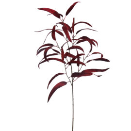 Eucalyptus Burgundy H95cm