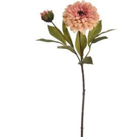 Zinnia Pink H64cm