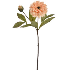 zinnia spray vanille H64cm