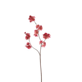 Small Kanzan Blossom Beauty H85cm