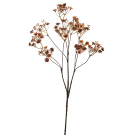 Gypsophile Brown H70cm