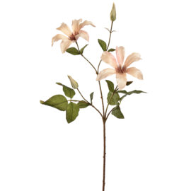 Clematis Vanilla H65cm