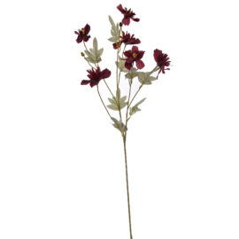 Cosmos spray bordeaux H80cm