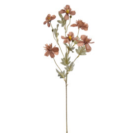 Cosmos Brown H80cm