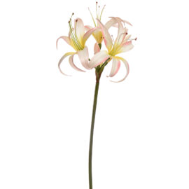 Hippeastrum cream Pink H 80cm