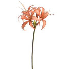 Hippeastrum Peach H80cm