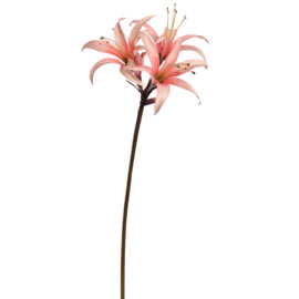 Hippeastrum Pink H80cm