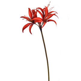 Hippeastrum Red H 80cm