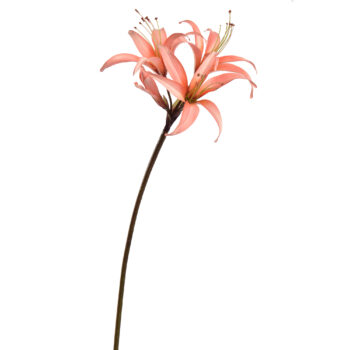 Hippeastrum Saumon H80cm