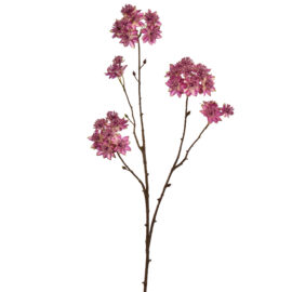 Astrantia branch beauty H70cm