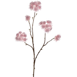 Astrantia Branch Pink H70cm