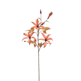 Slim Lily Peach H97cm