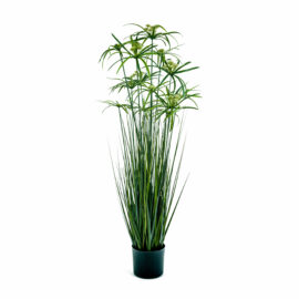 Graminée Cyperus