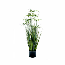 graminée cyperus