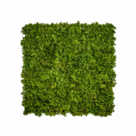 mur végétal Lichen