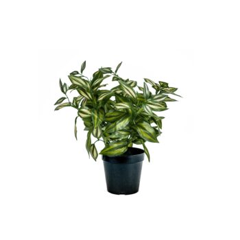 Tradescantia H 39cm