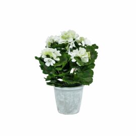 Géranium crème en pot H 30cm