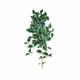 Tradescantia tombant 70cm