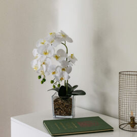 Orchidée blanche à 1 hampe