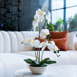 Orchidée à 3 hampes