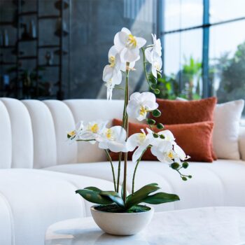 Orchidée à 3 hampes