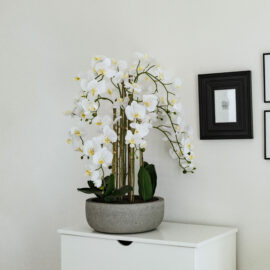 Orchidée en cascade pot gris anthracite H 90cm