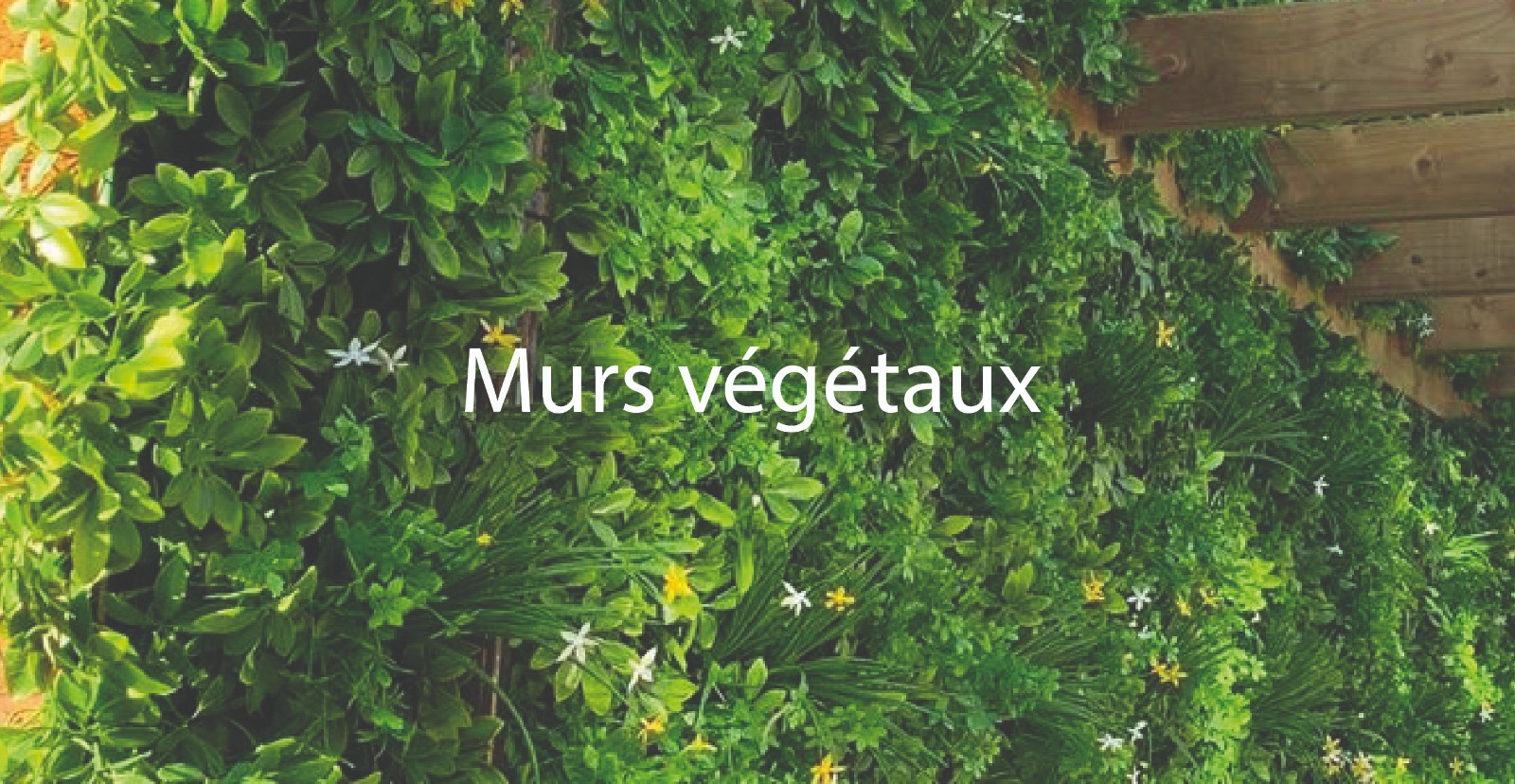 Murs végétaux