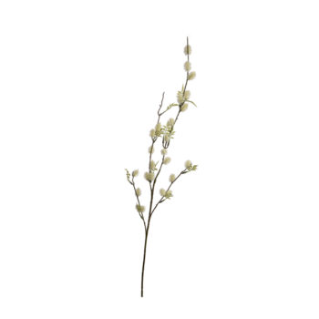 Thistle cream H 90cm