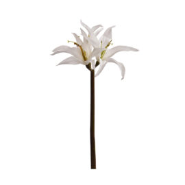 Amaryliss white H 50cm