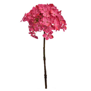 Hydrangea beauty H 50cm