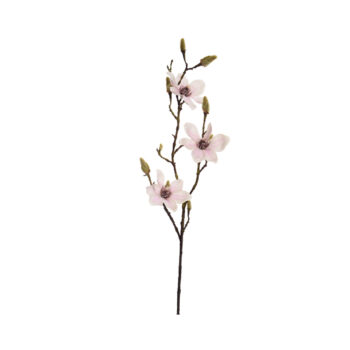 Magnolia cream pink H 90cm