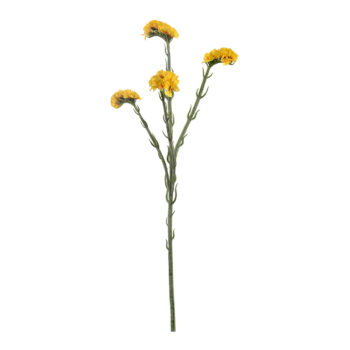 Statice cream H 65cm