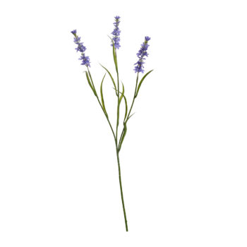 Lavander blue H 65cm