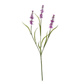 Lavander lavander H65cm
