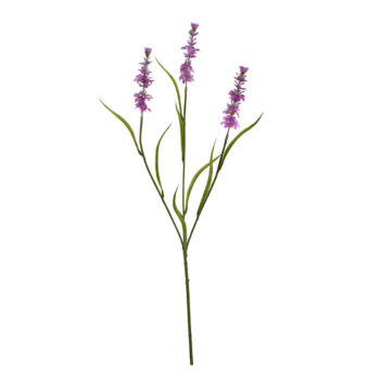 Lavander lavander H65cm