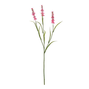 Lavander pink H 65cm