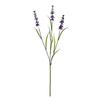 lavander purple H 65cm