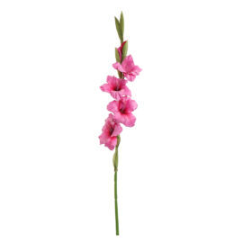 Glaïeul rose foncé H 85cm