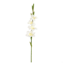 Glaïeul cream H 85cm
