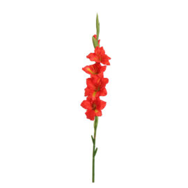 glaïeul rouge H 85cm