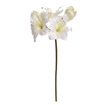 amaryliss cream H 80cm