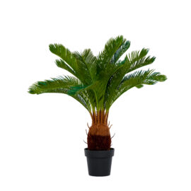 Cycas